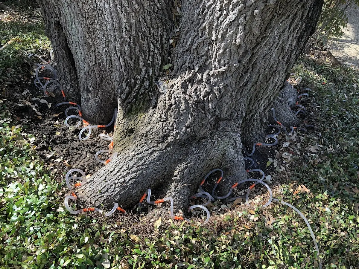 Detailed Tree Cabling and Bracing job site in Jerry City