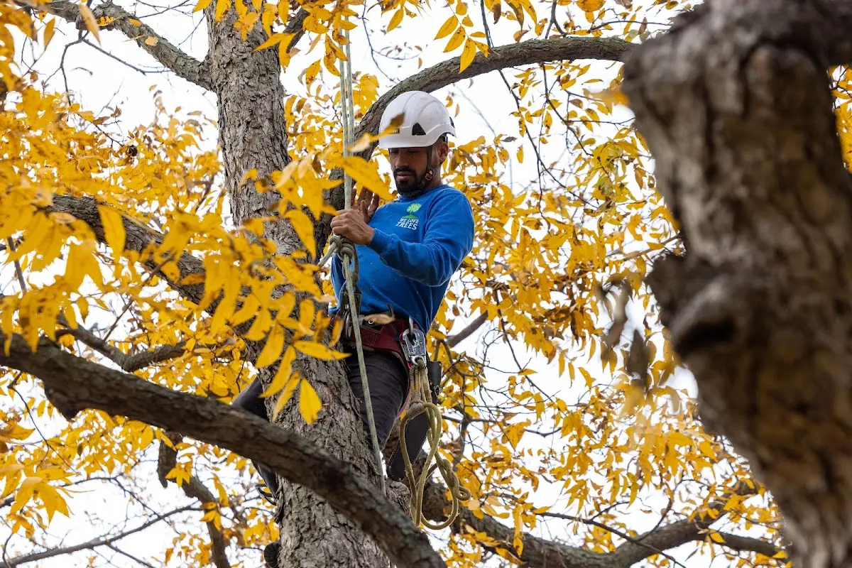 Skilled Tree Pruning crew working in Jerry City